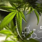 Cannabidiol Anxiety Disorders