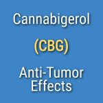 Cannabigerol CBG Anti-Tumor Effects