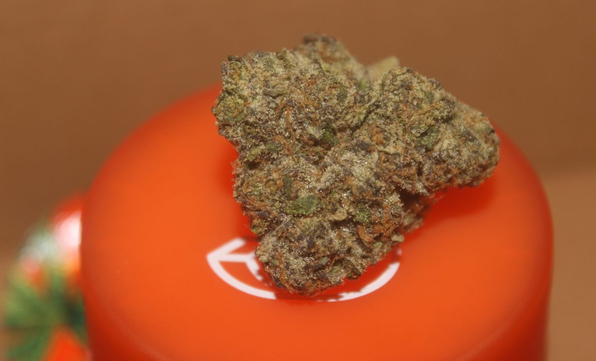 SHERBINSKIS - Red Acai - 31.73% (Total Active Cannabinoids) - THC Flower Review - Cannabis Culture