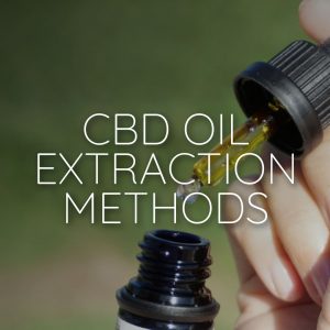 CBD Oil Extraction Methods