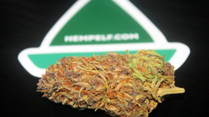 HempElf – Grape Ape 8-13% CBD Flower Review