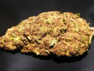 HempElf – Purple Cheese 8-13% CBD Flower Review