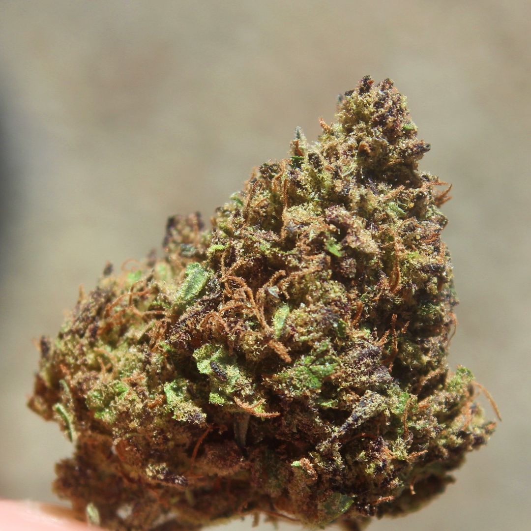 HempElf – Purple Cheese 8-13% CBD Flower Review